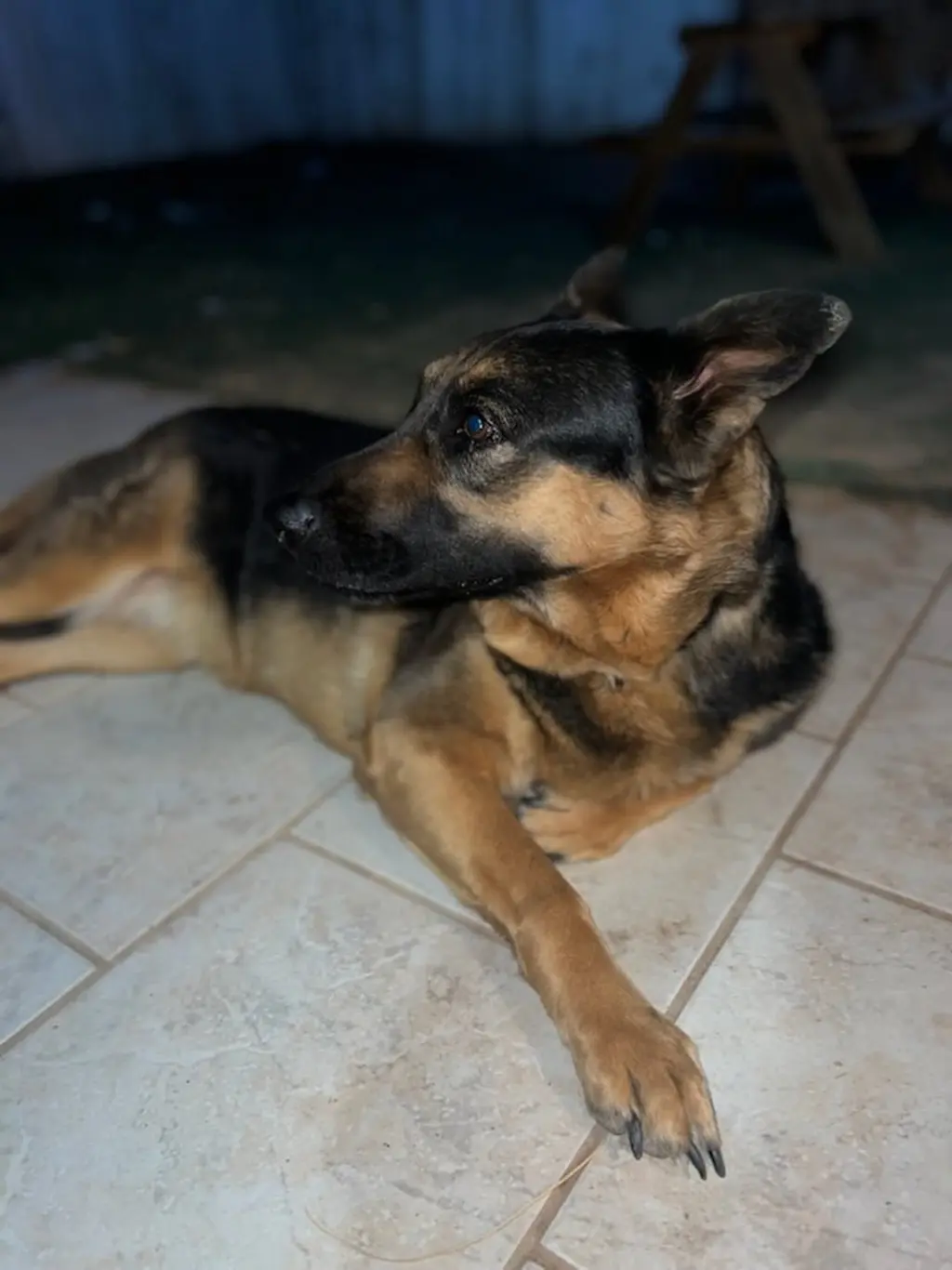 Daphne