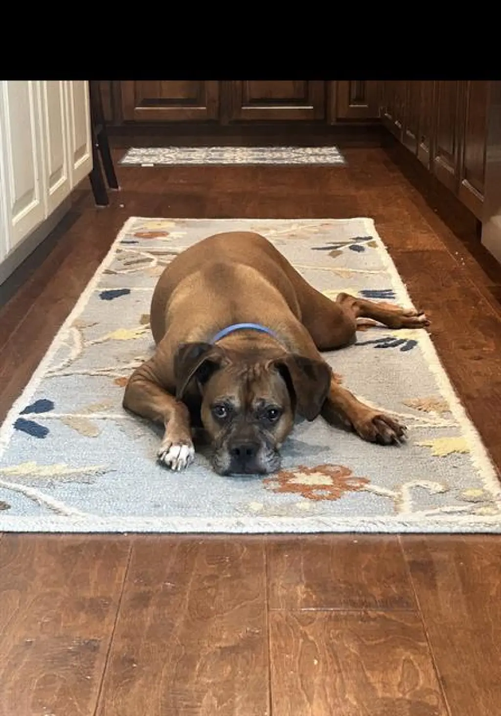 DUKE