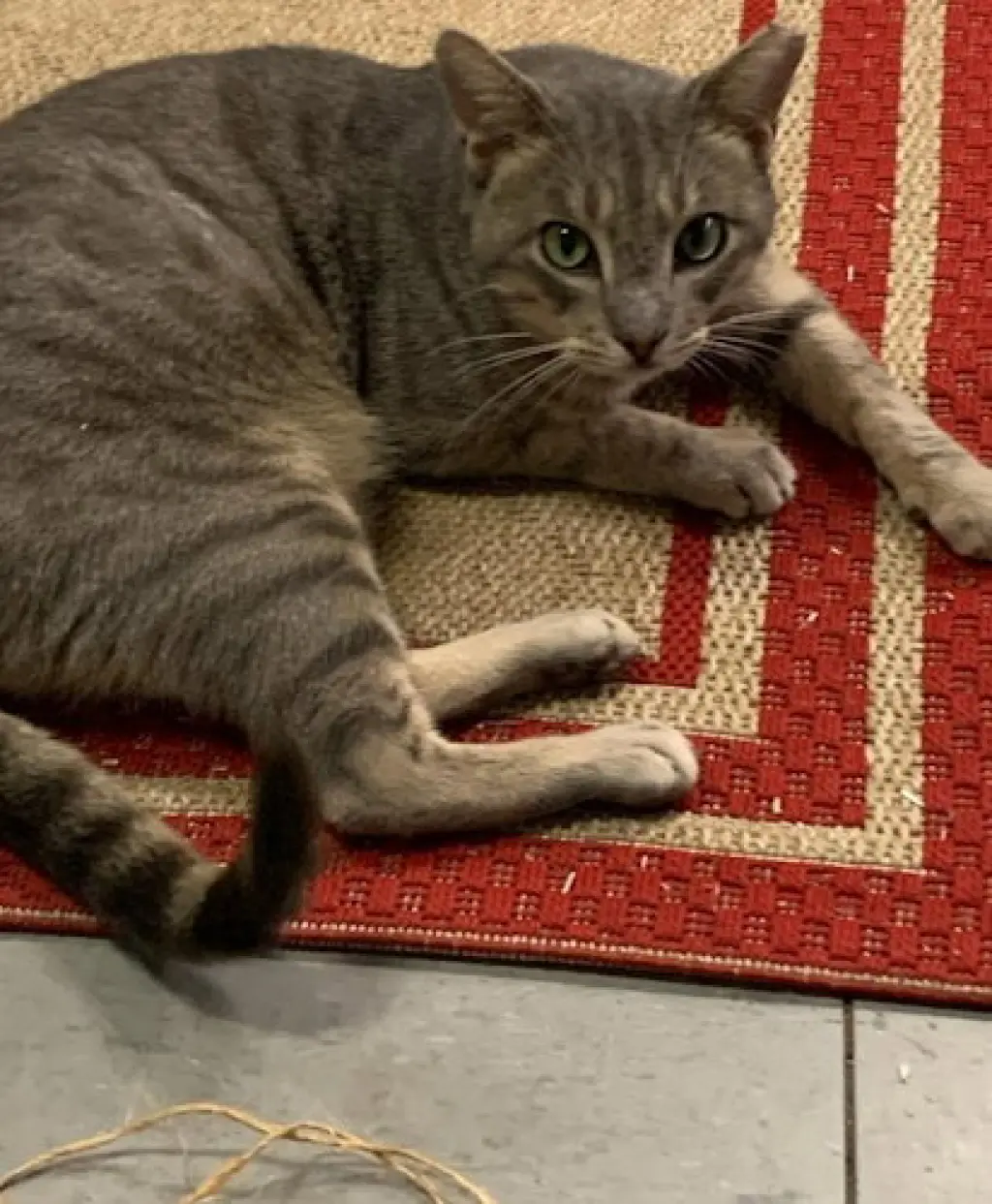 Cayden - Petsmart Plantation Foster Home