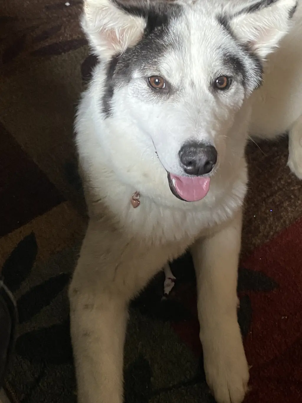 SASHA 2 (COURTESY POST)