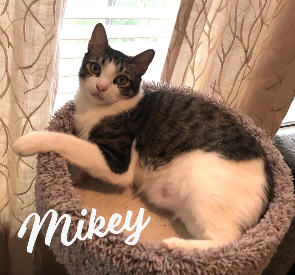 Mikey #he-eats-anything
