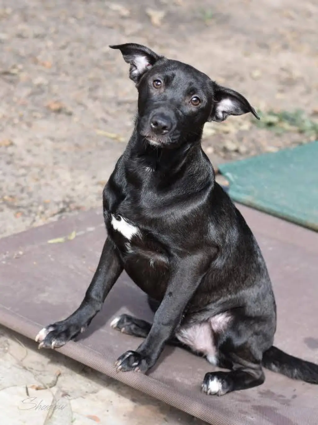 Shadow (Lone Star Litter)