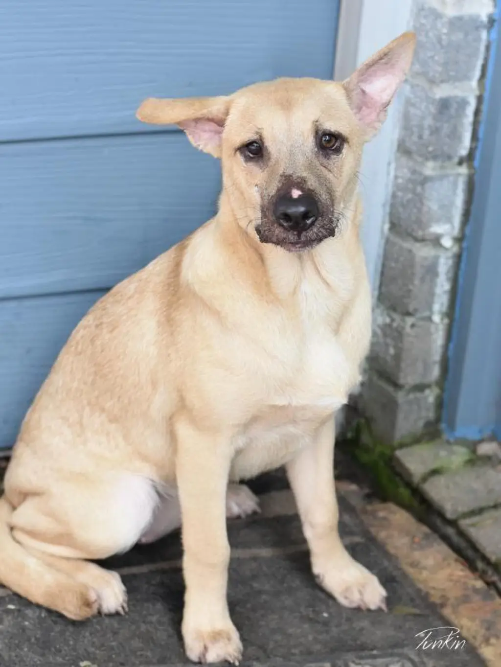 Punkin (Lone Star Litter)