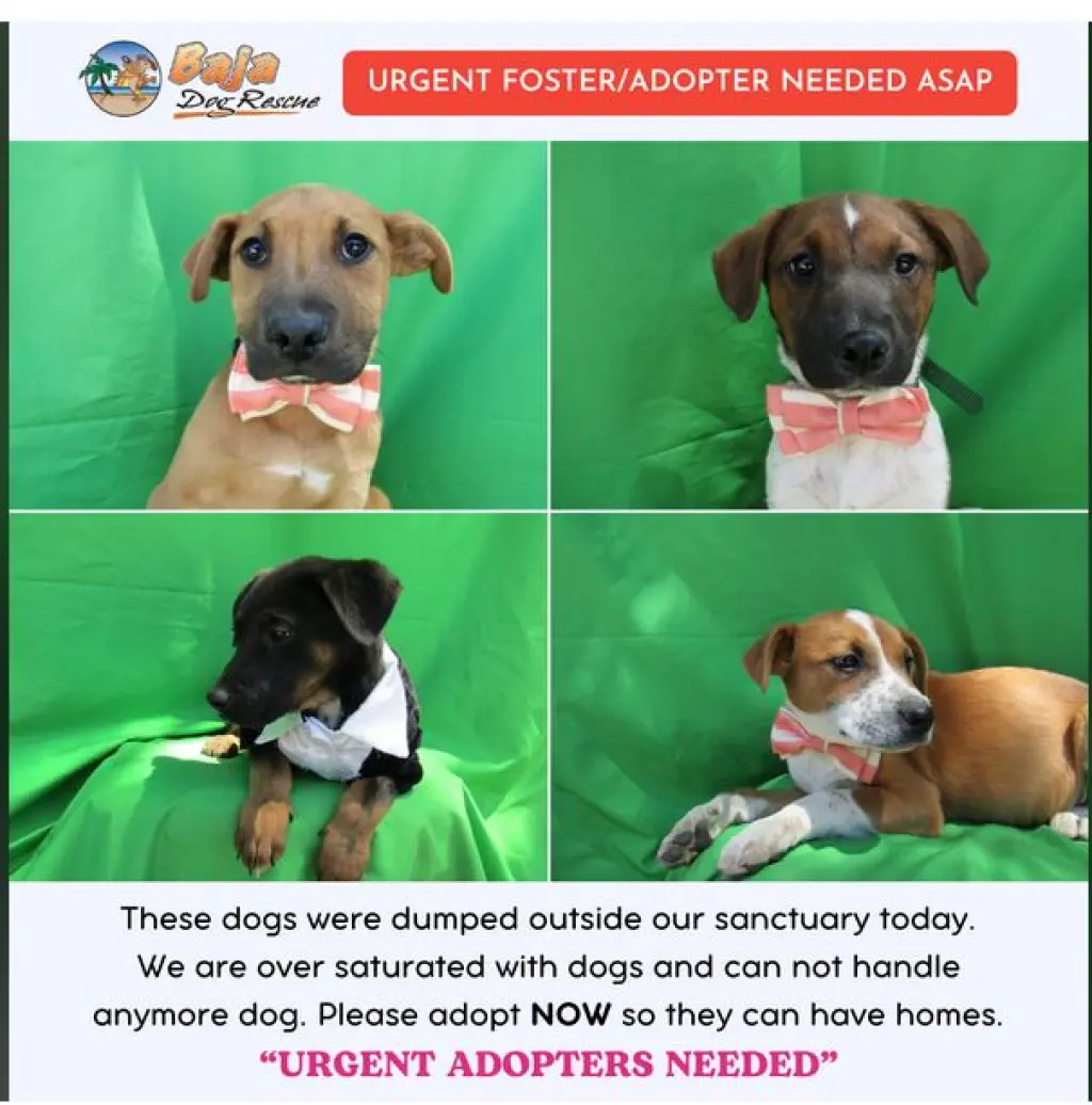 Abandoned street dogs