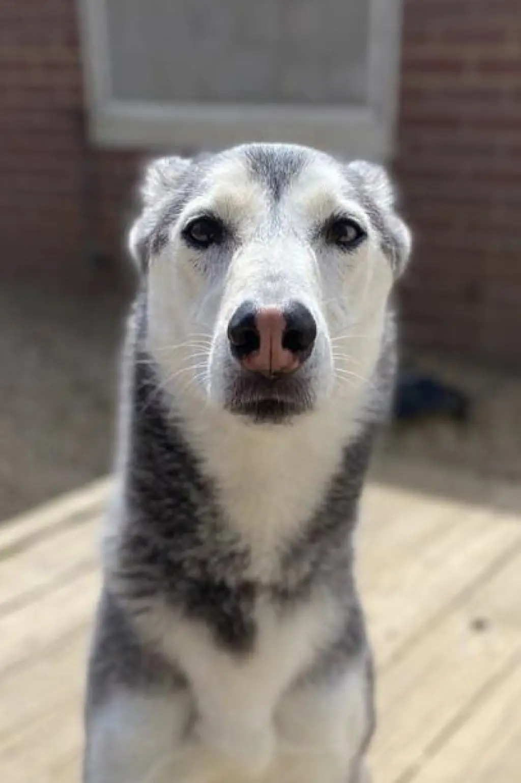 Nova