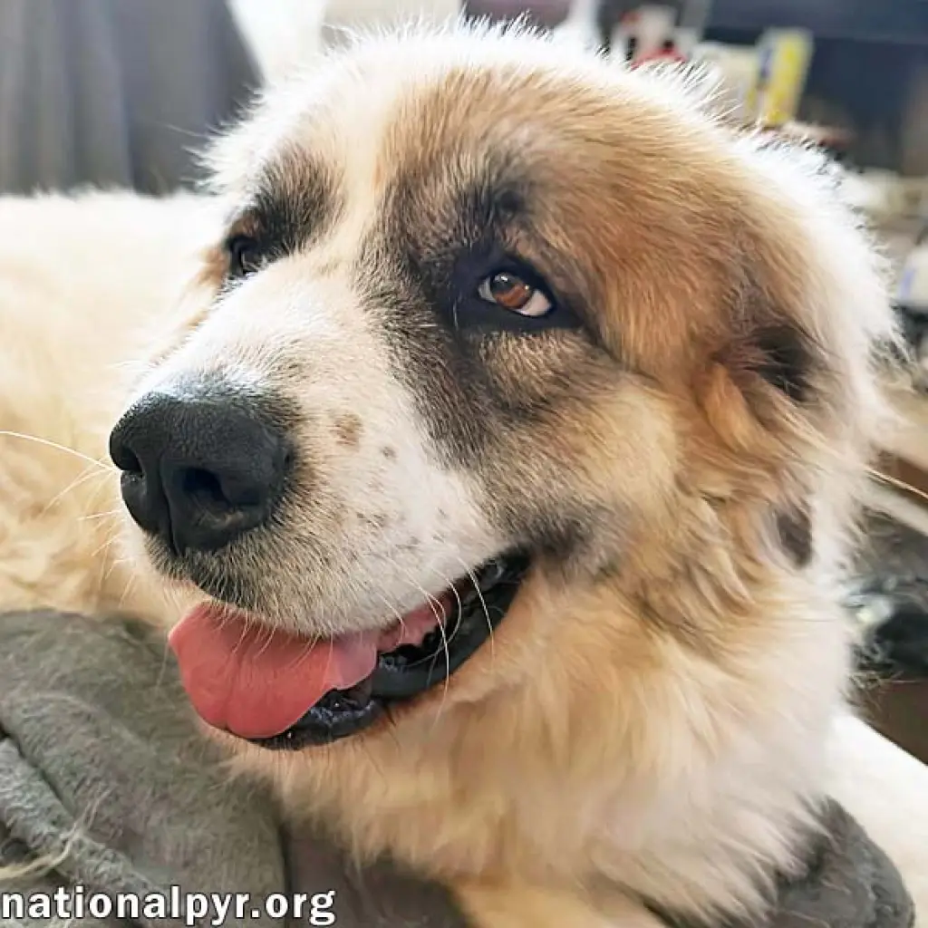 Lucky in TN - The Cutest Tripod Cuddle-Bug!