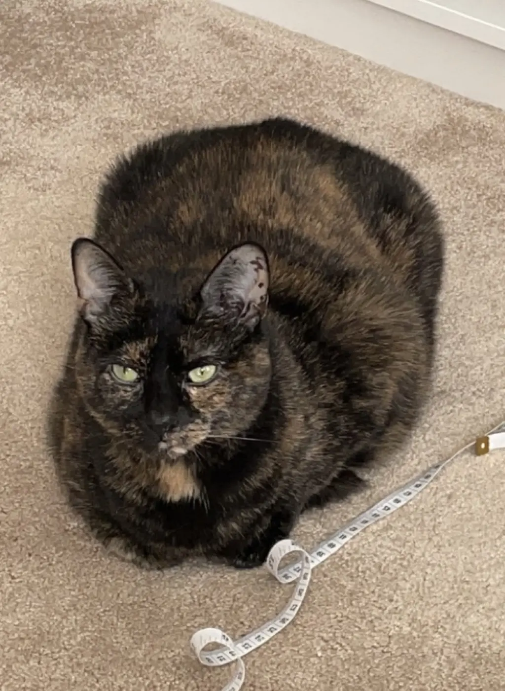 MAGGIE (COURTESY POST)