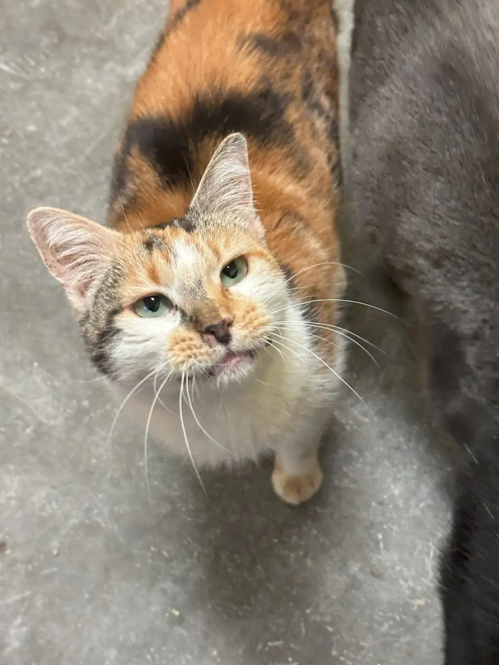 Cali