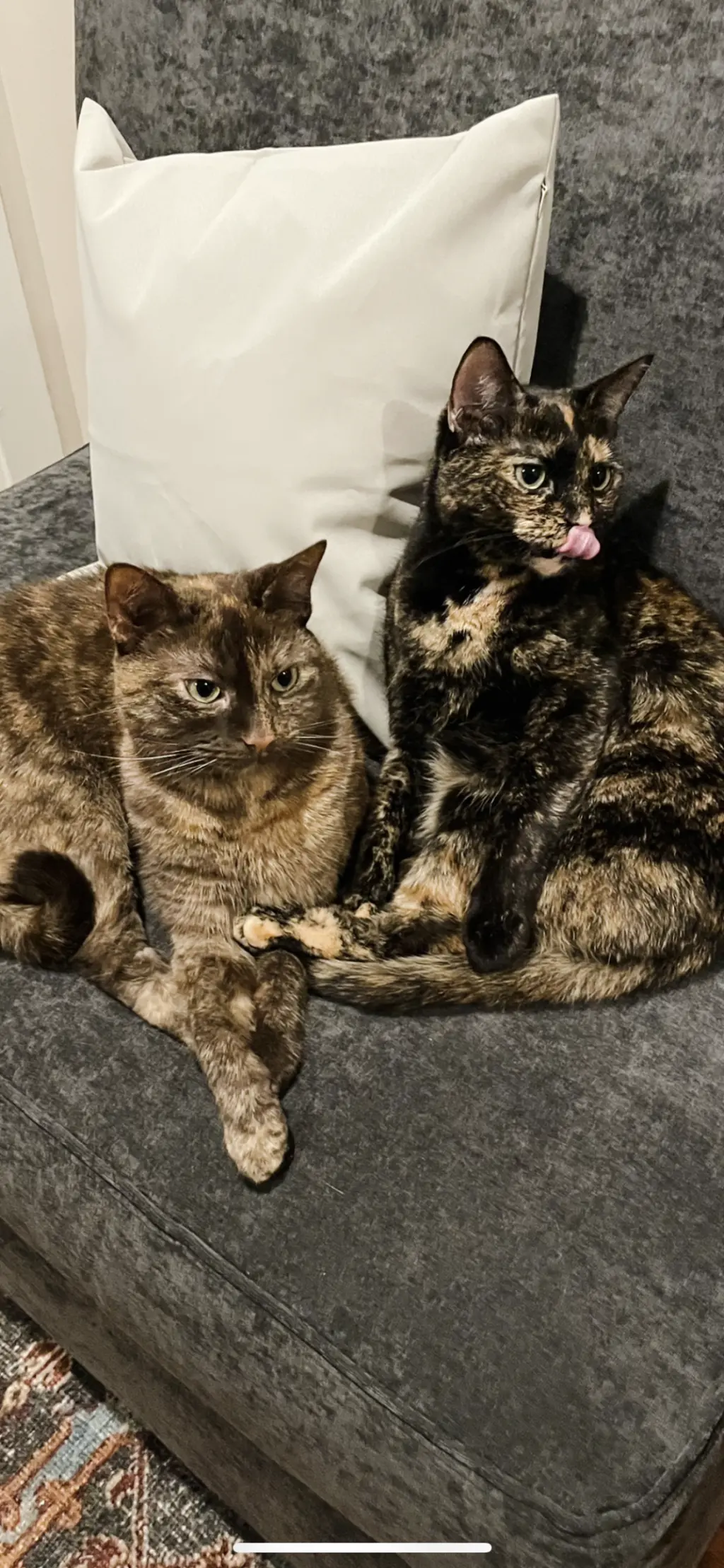 OLIVE & GINGER (BONDED PAIR)(COURTESY POST)