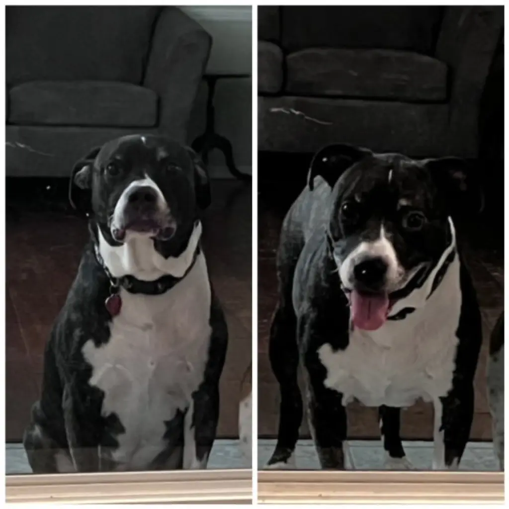 JAGER (COURTESY POST)