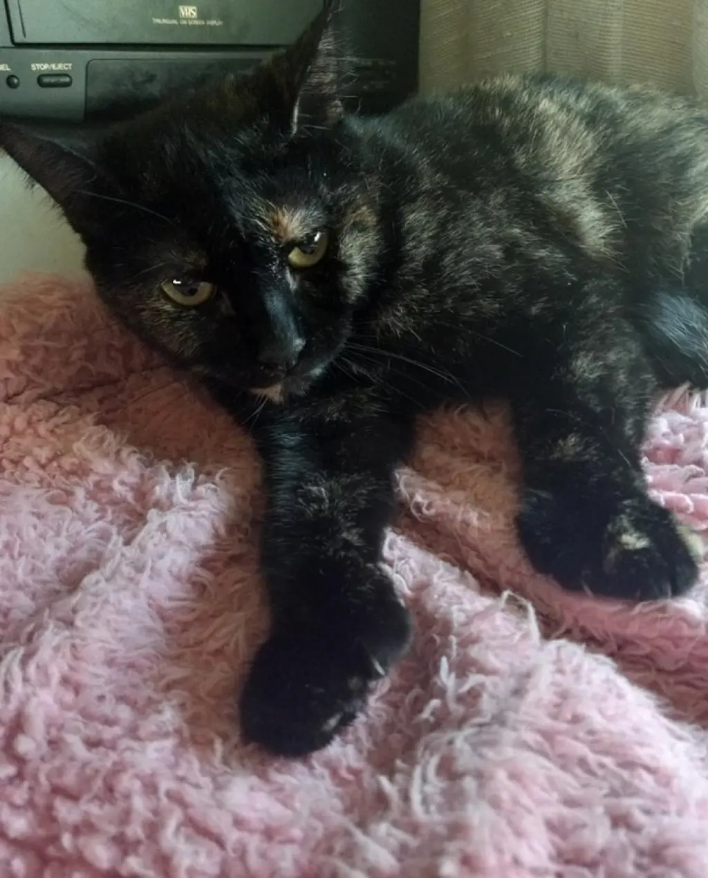 Shelly (polydactyl)
