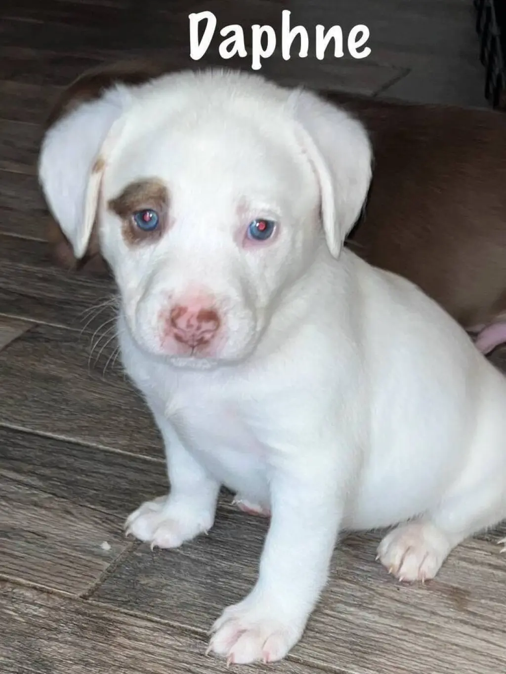 Daphne