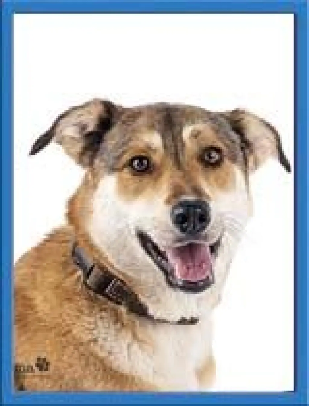 Biscuit
