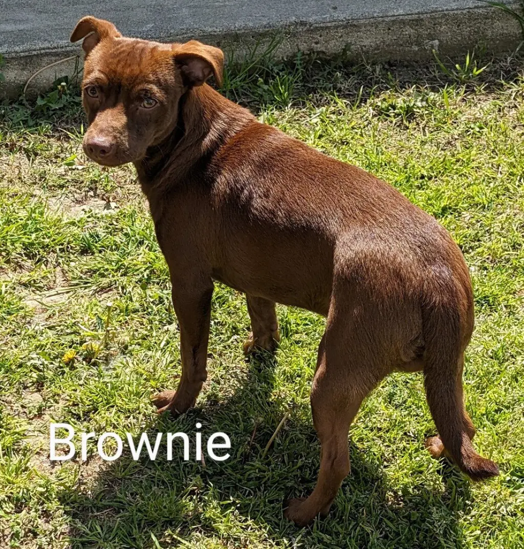 Brownie