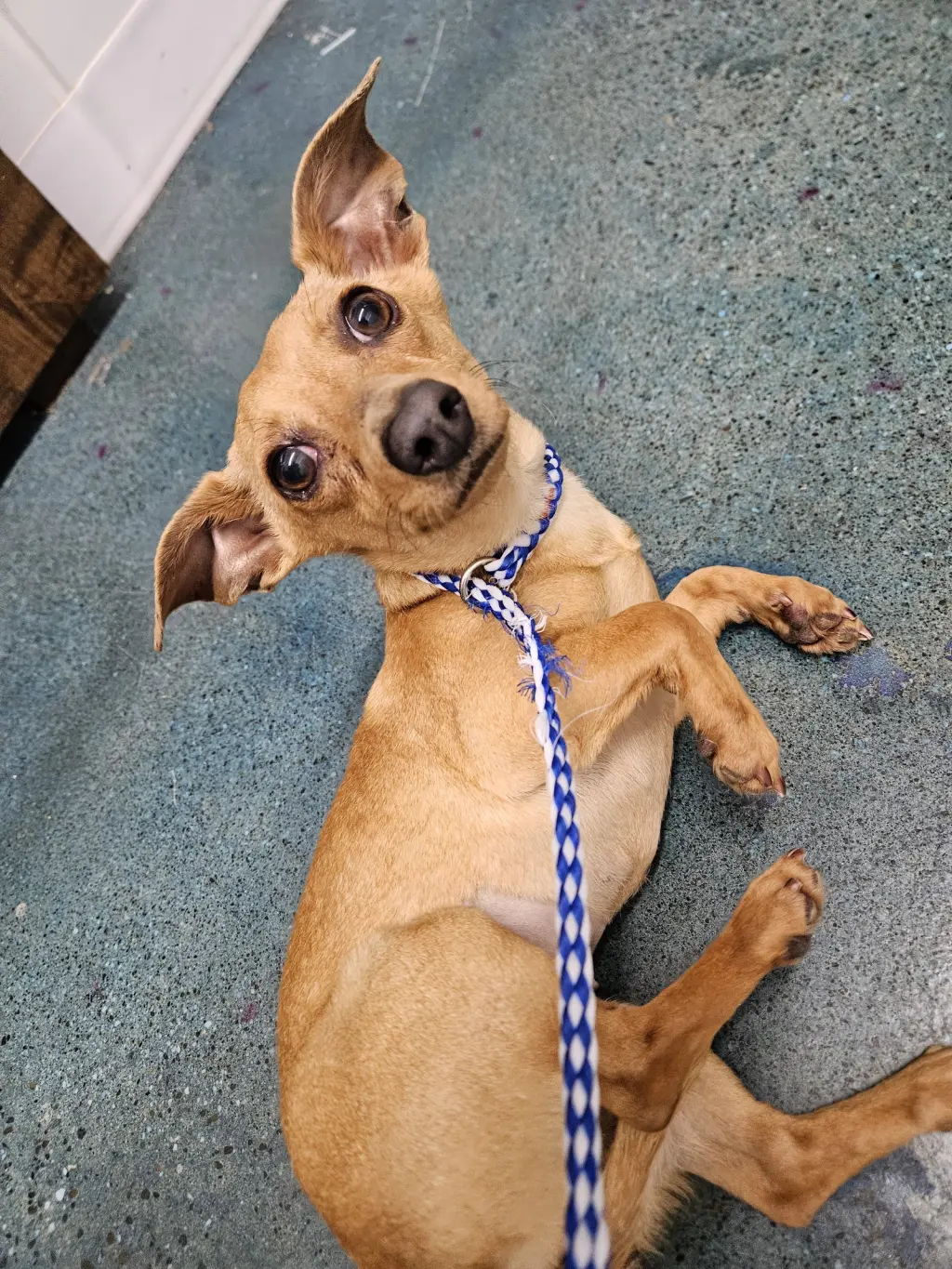 CHIQUITA