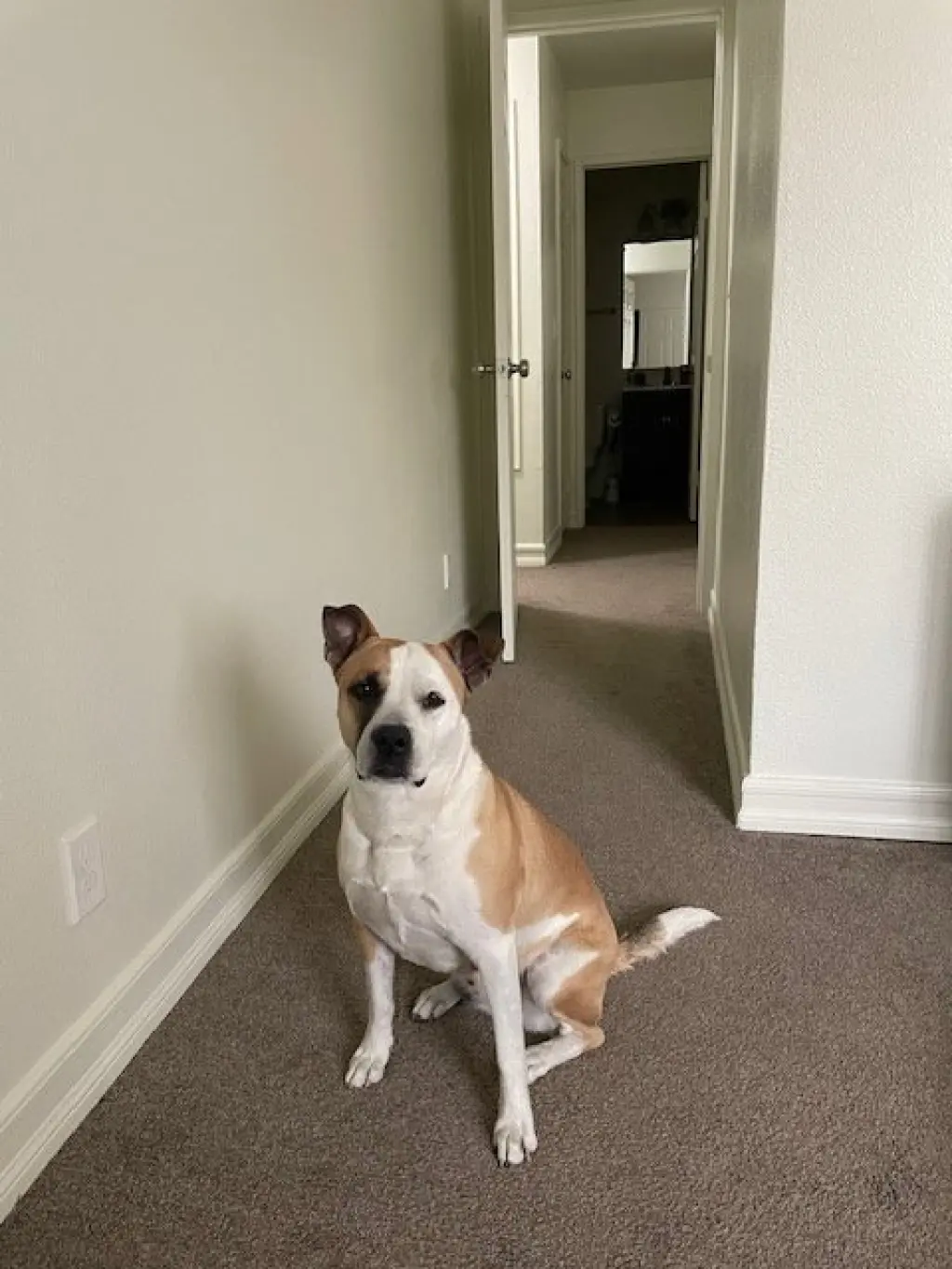 Daisy