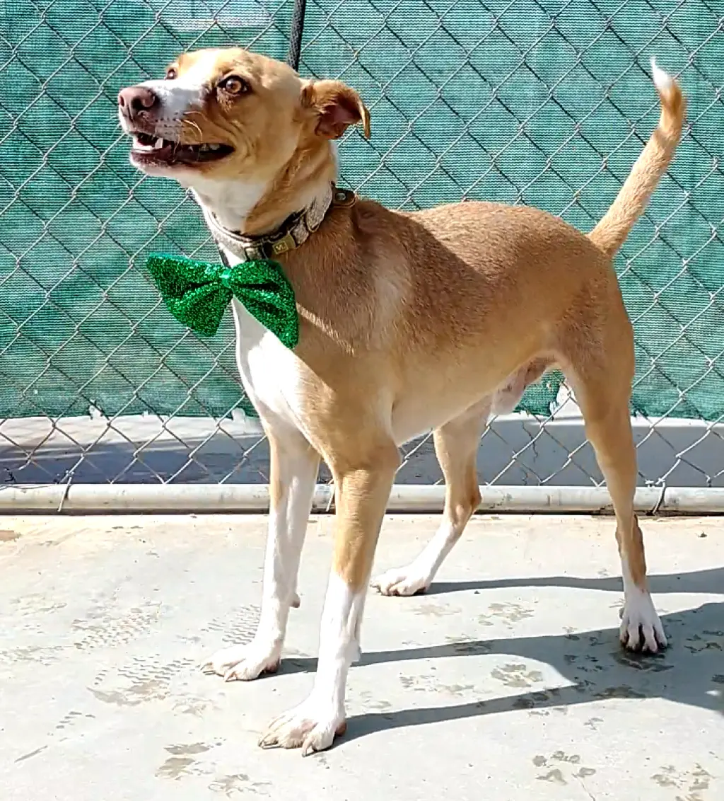 Milo