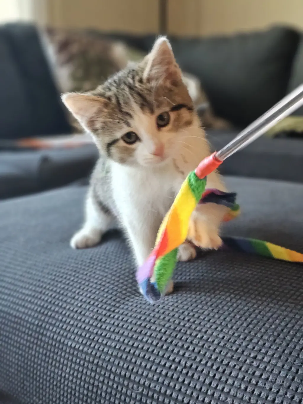 JiJi