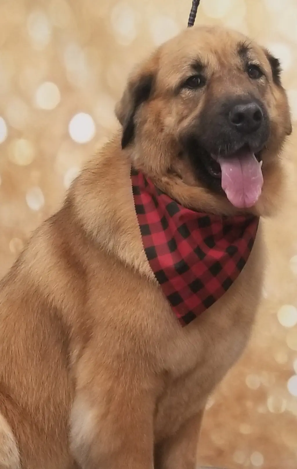 RANDY (COURTESY POST)
