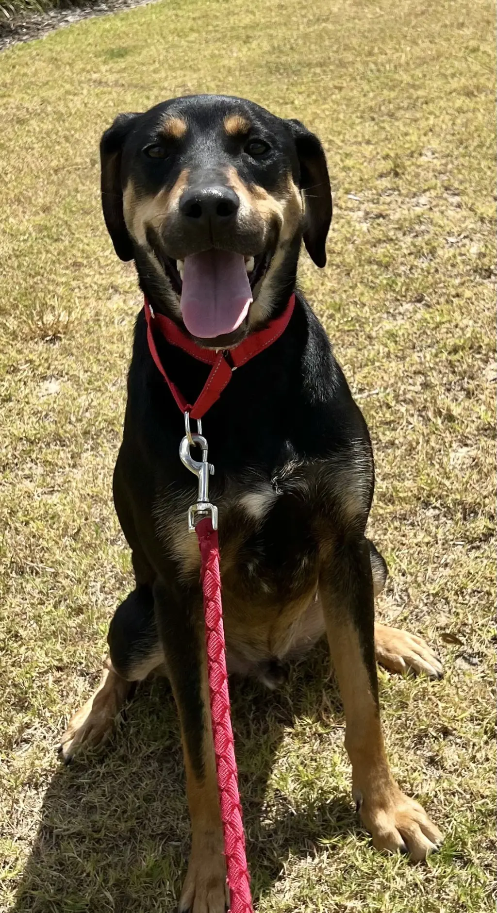 Koda