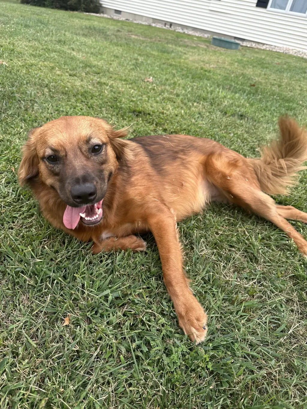 PENNY (COURTESY POST)
