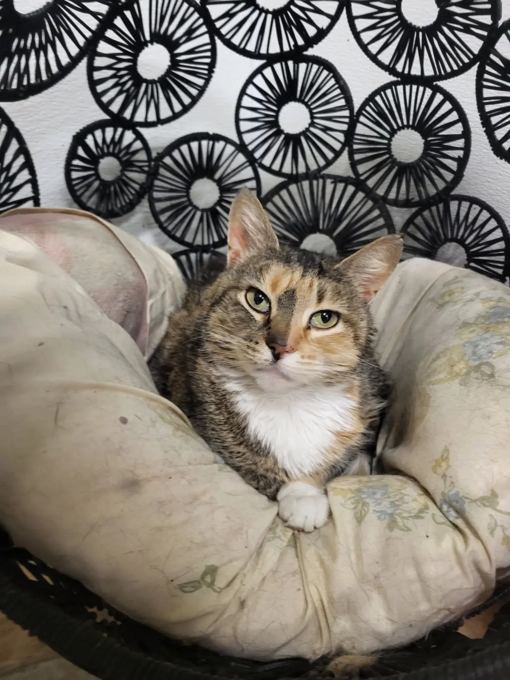 Pepper