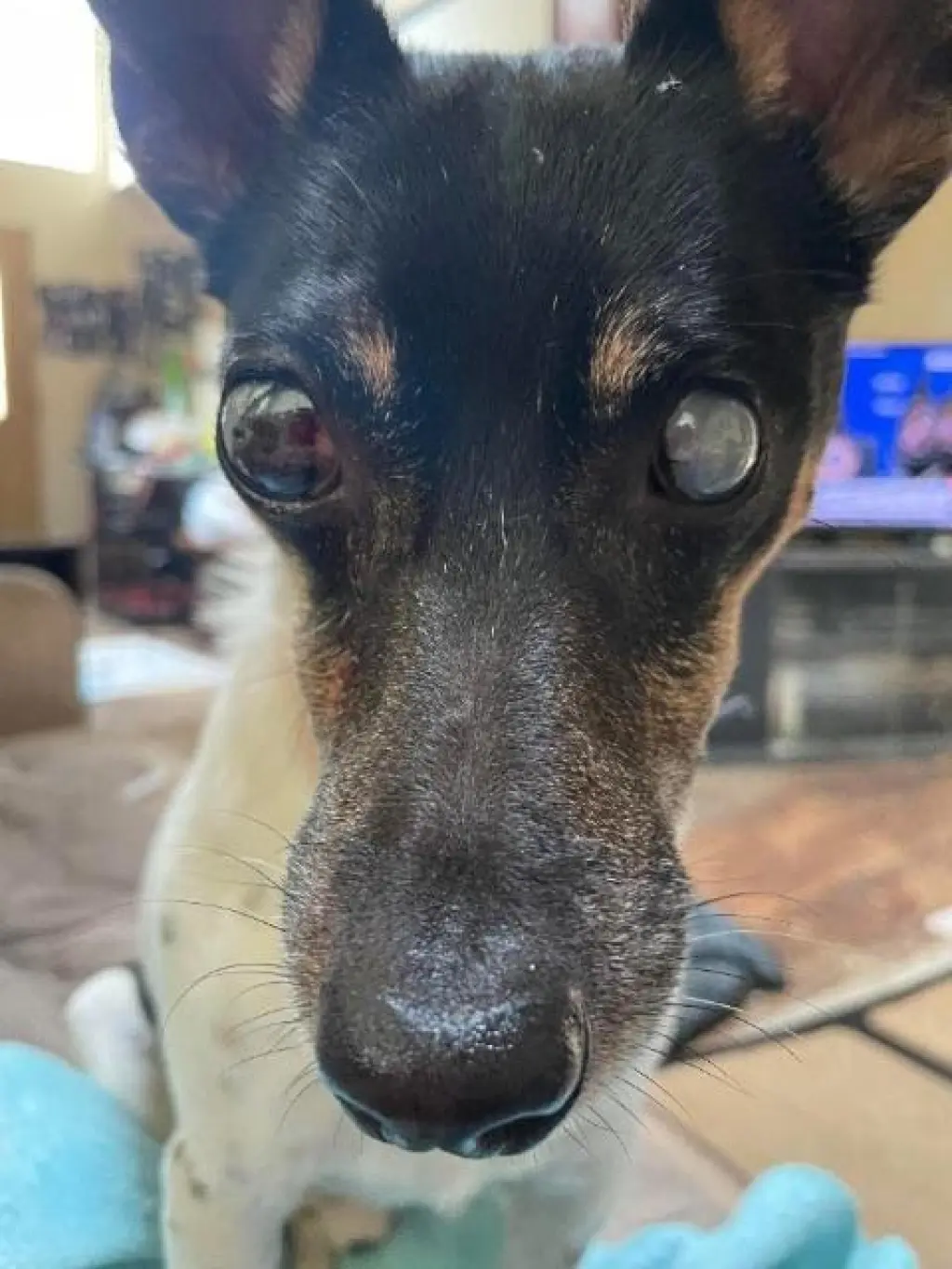 Pepe - In a Foster Home!