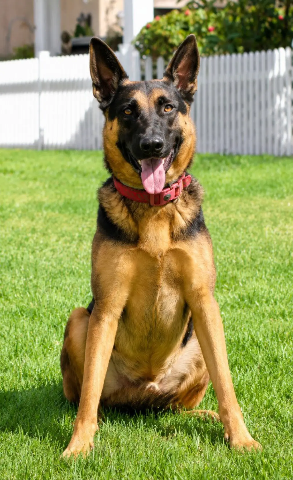 Phoenix - Adopt Me!