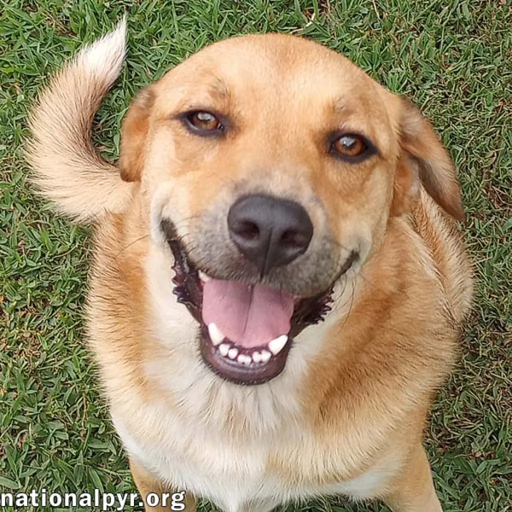 Big Red in LA - Super Sweet Guy Loves Attention!