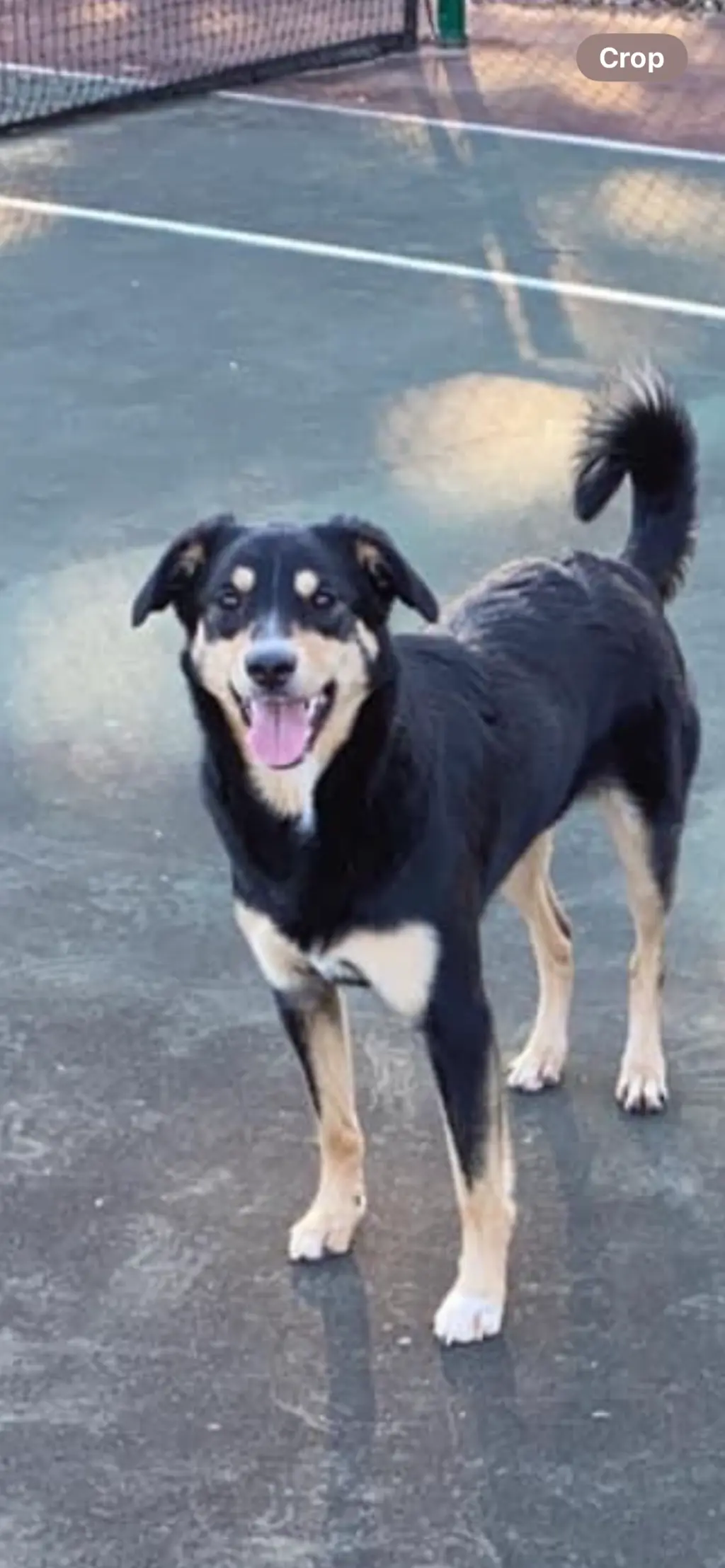 BAILEY (BONDED W/COOPER)(COURTESY POST)