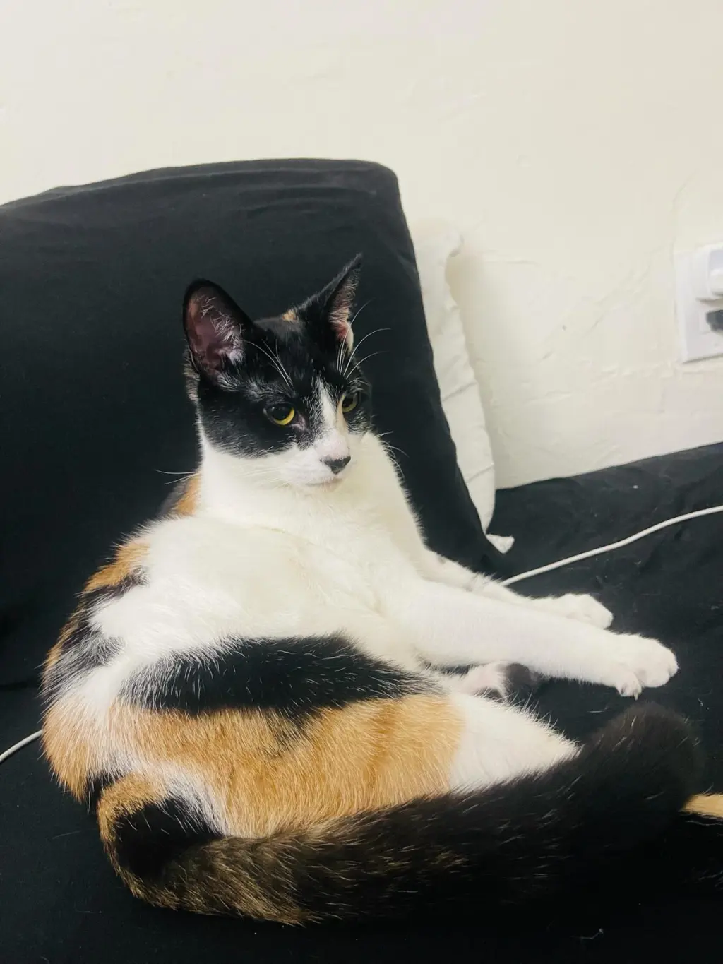 Cora