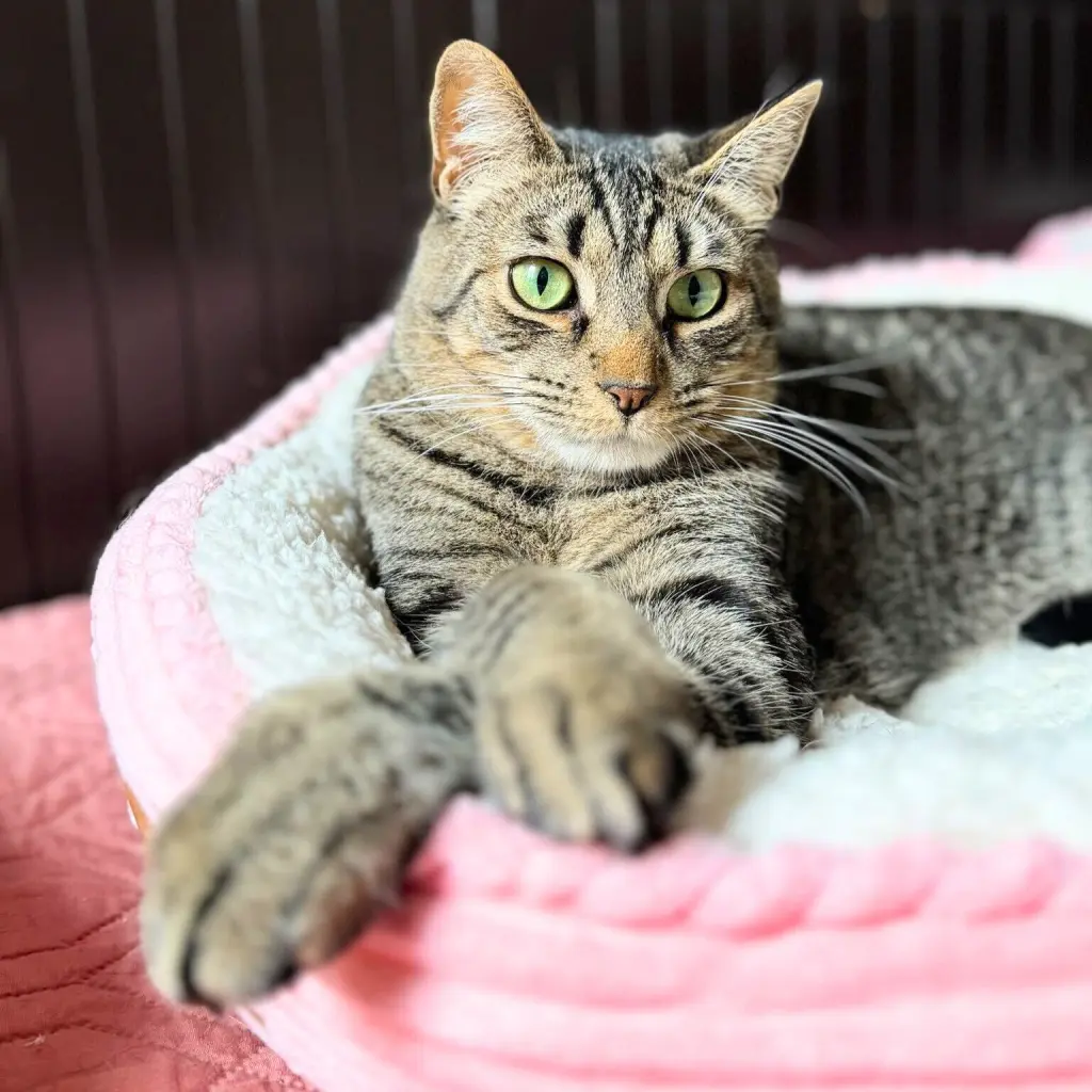 Sir Isaac Mewton