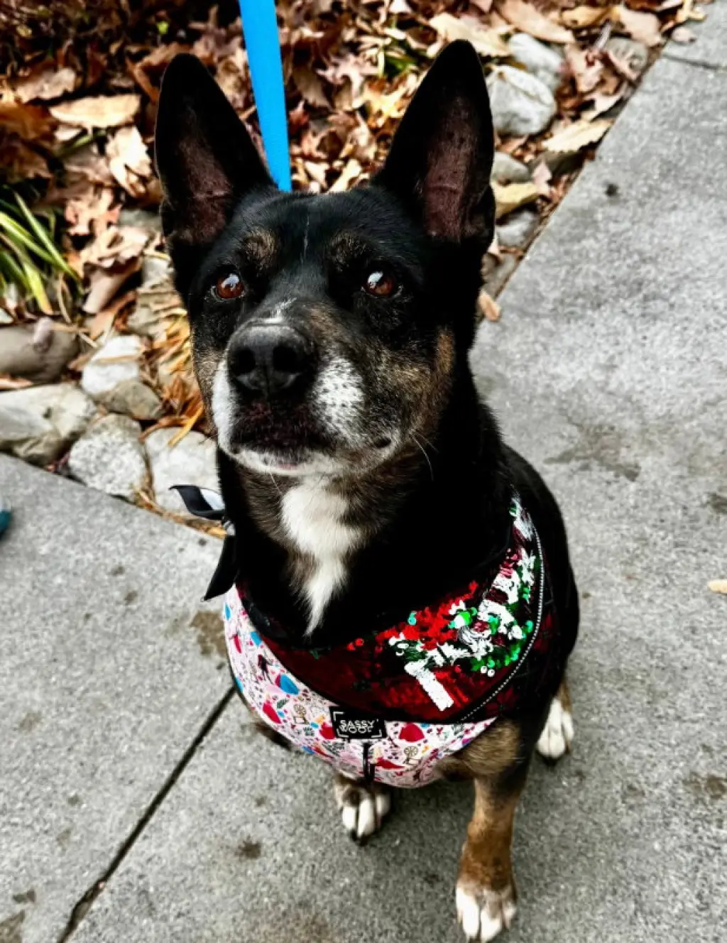 Jamie *Adoption Pending*