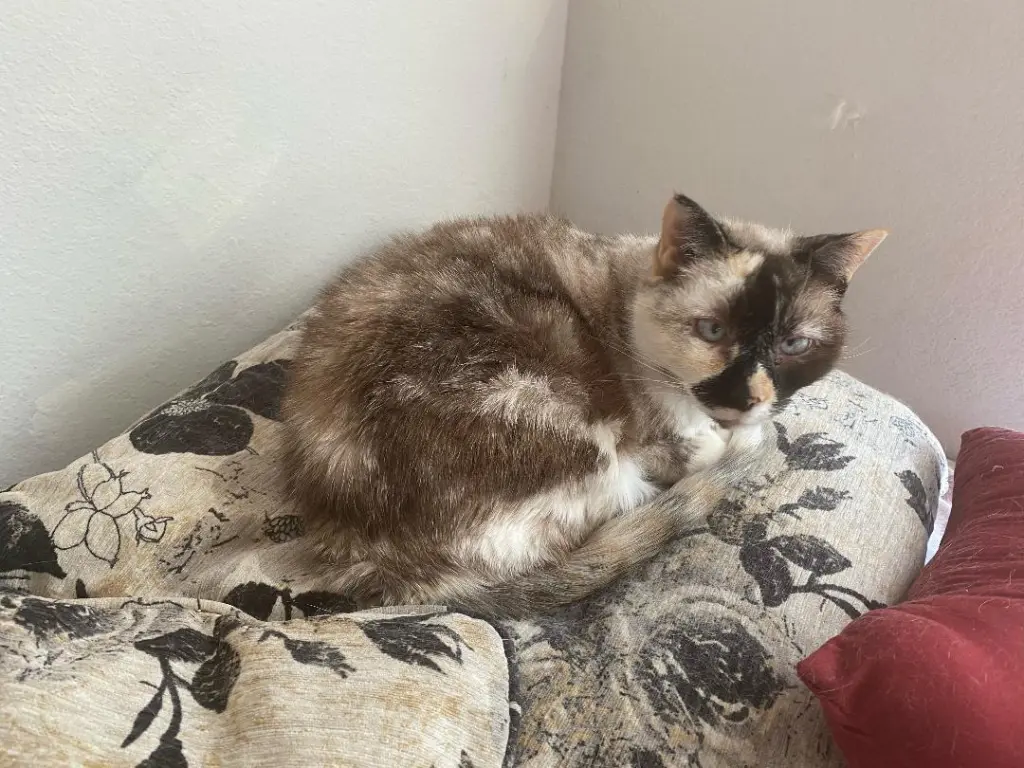 Willow - Older Siamese Mix/Torti -SHORT Term Fost