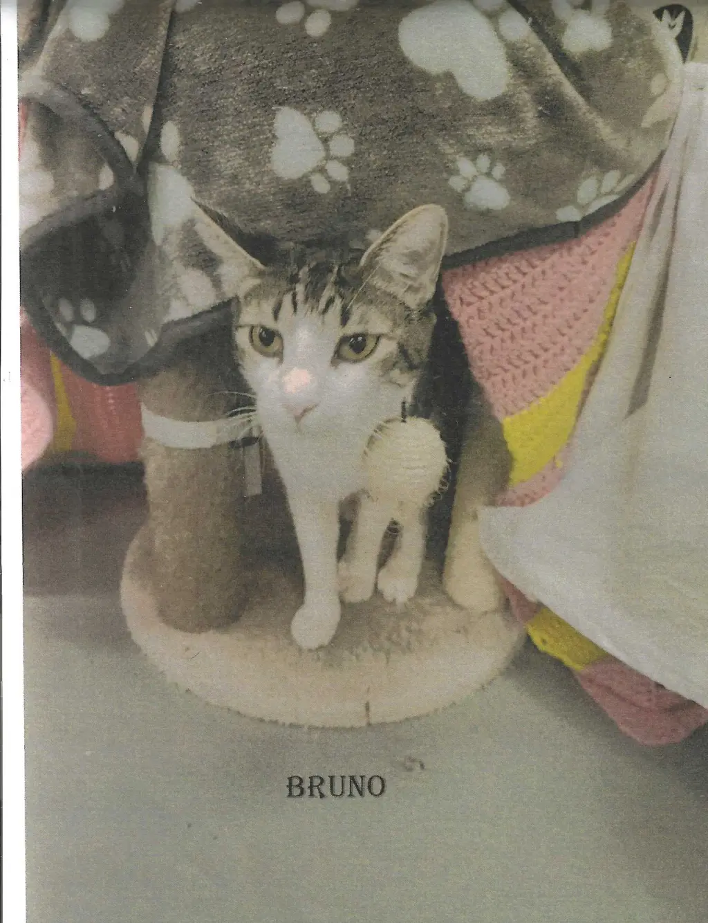 Bruno