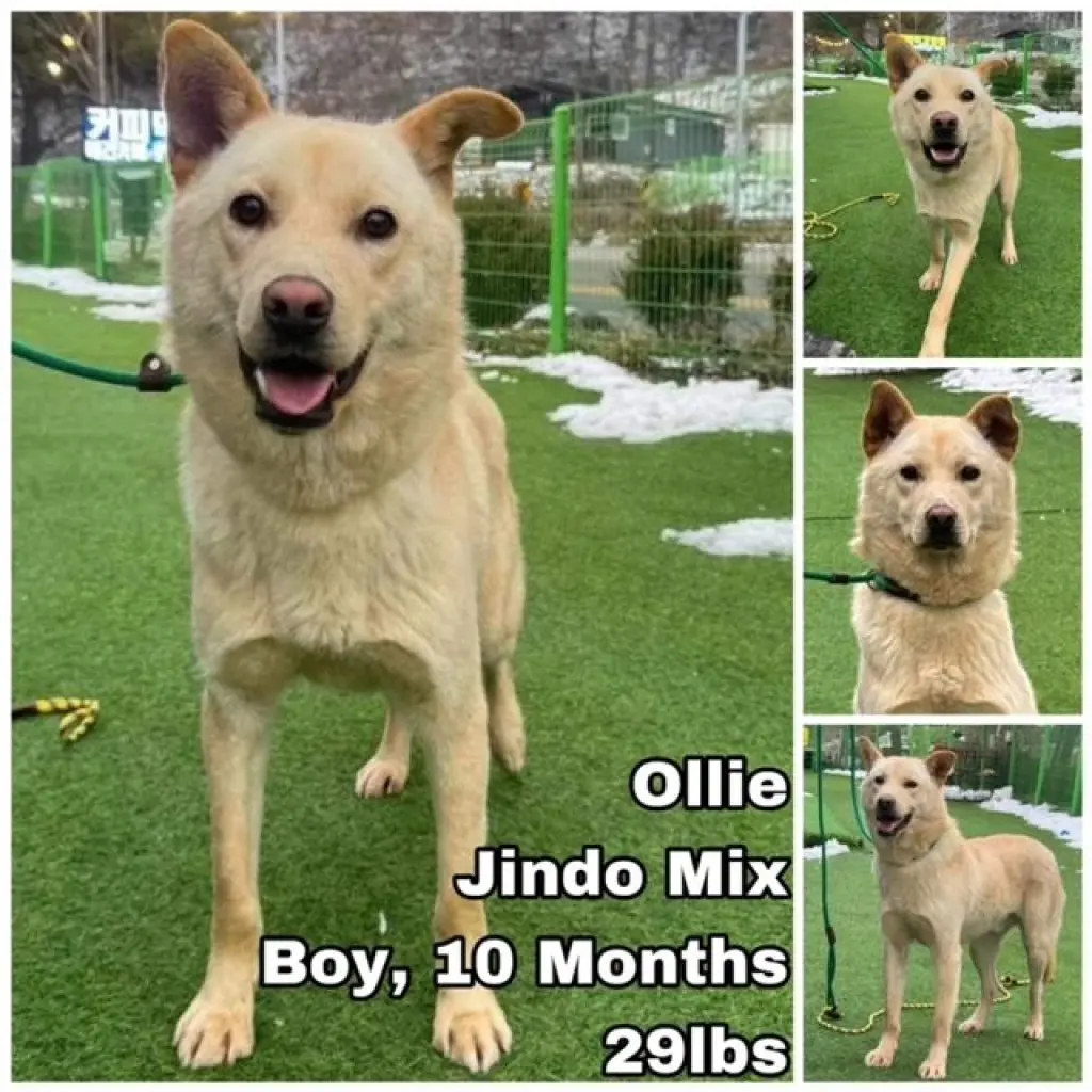 Ollie from Korea