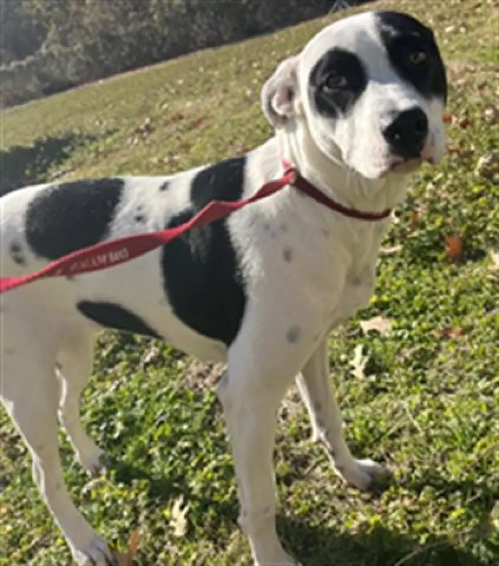 STELLA