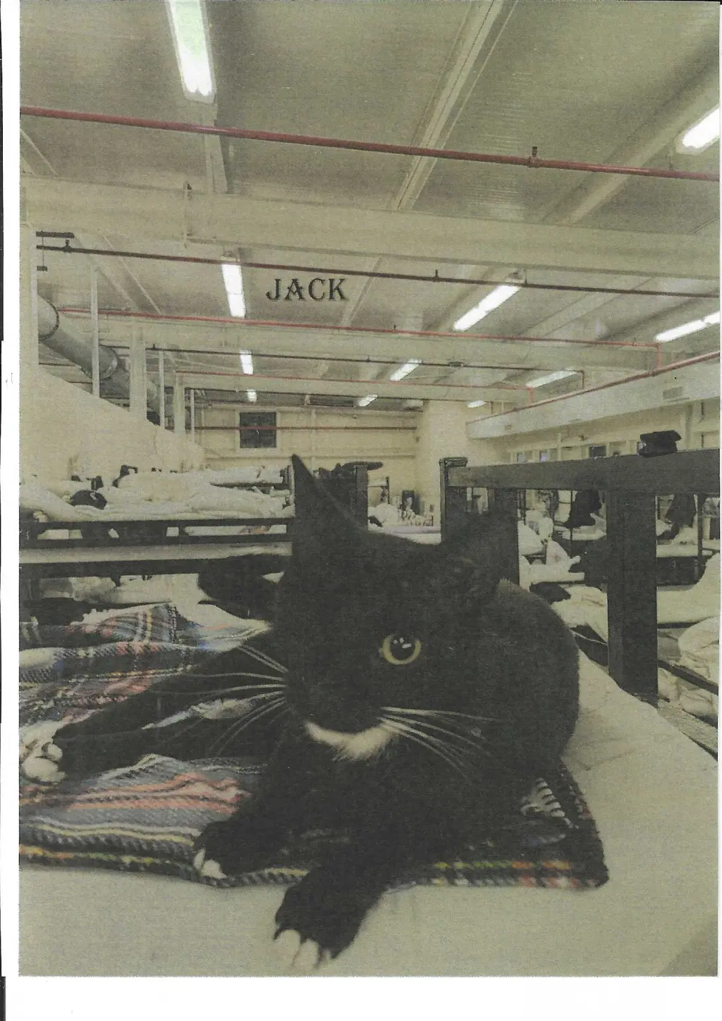 Jack