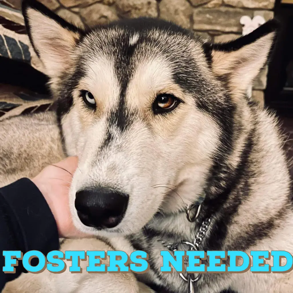 Foster Homes Needed