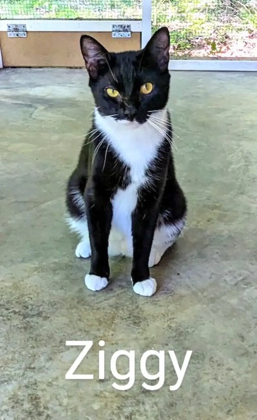 Ziggy