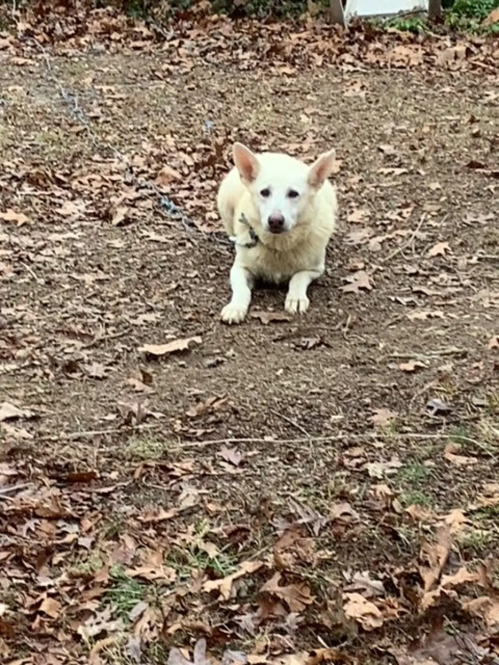 MANDY (COURTESY POST)