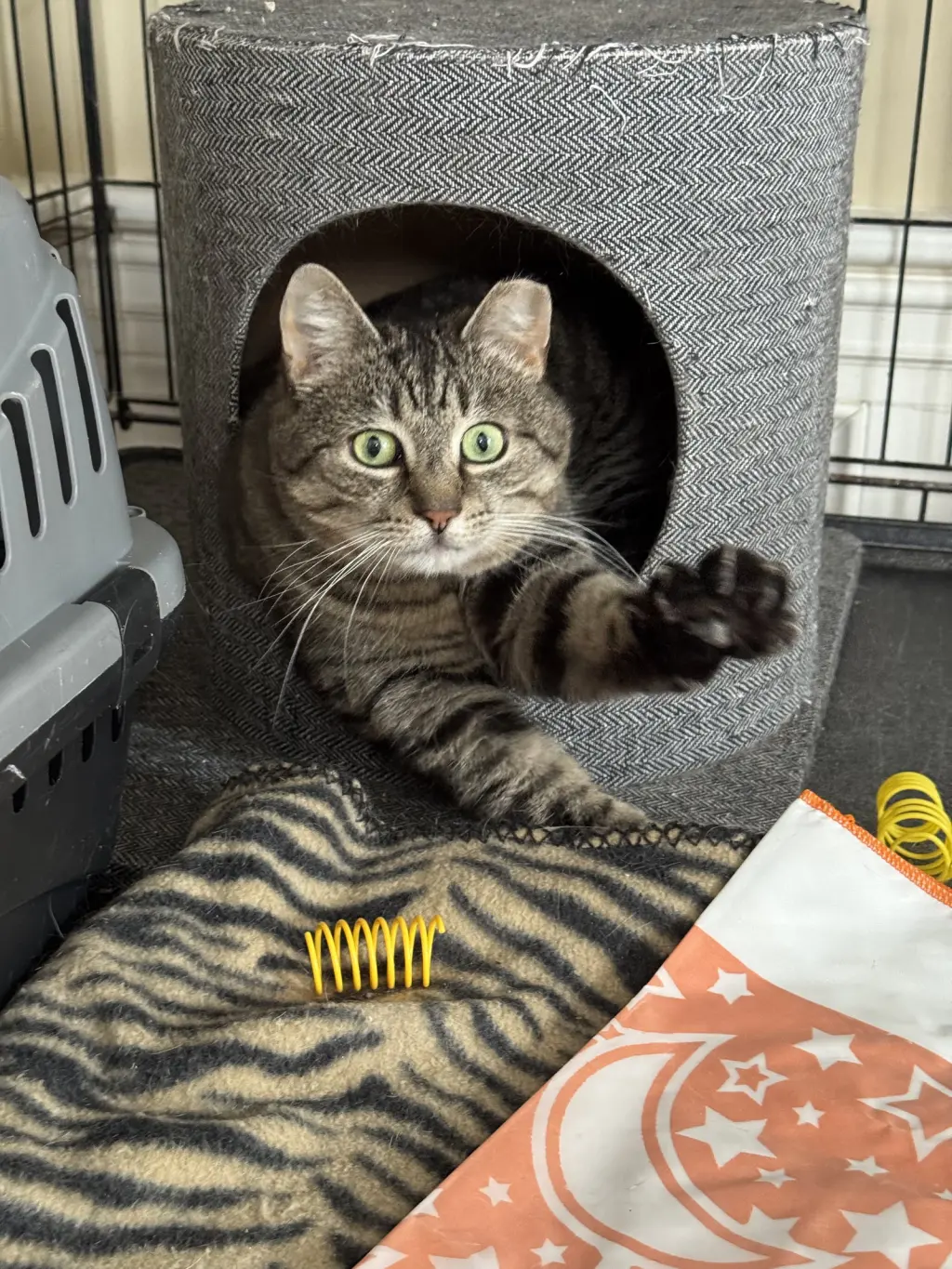 Mindy - Sponsored by Alice