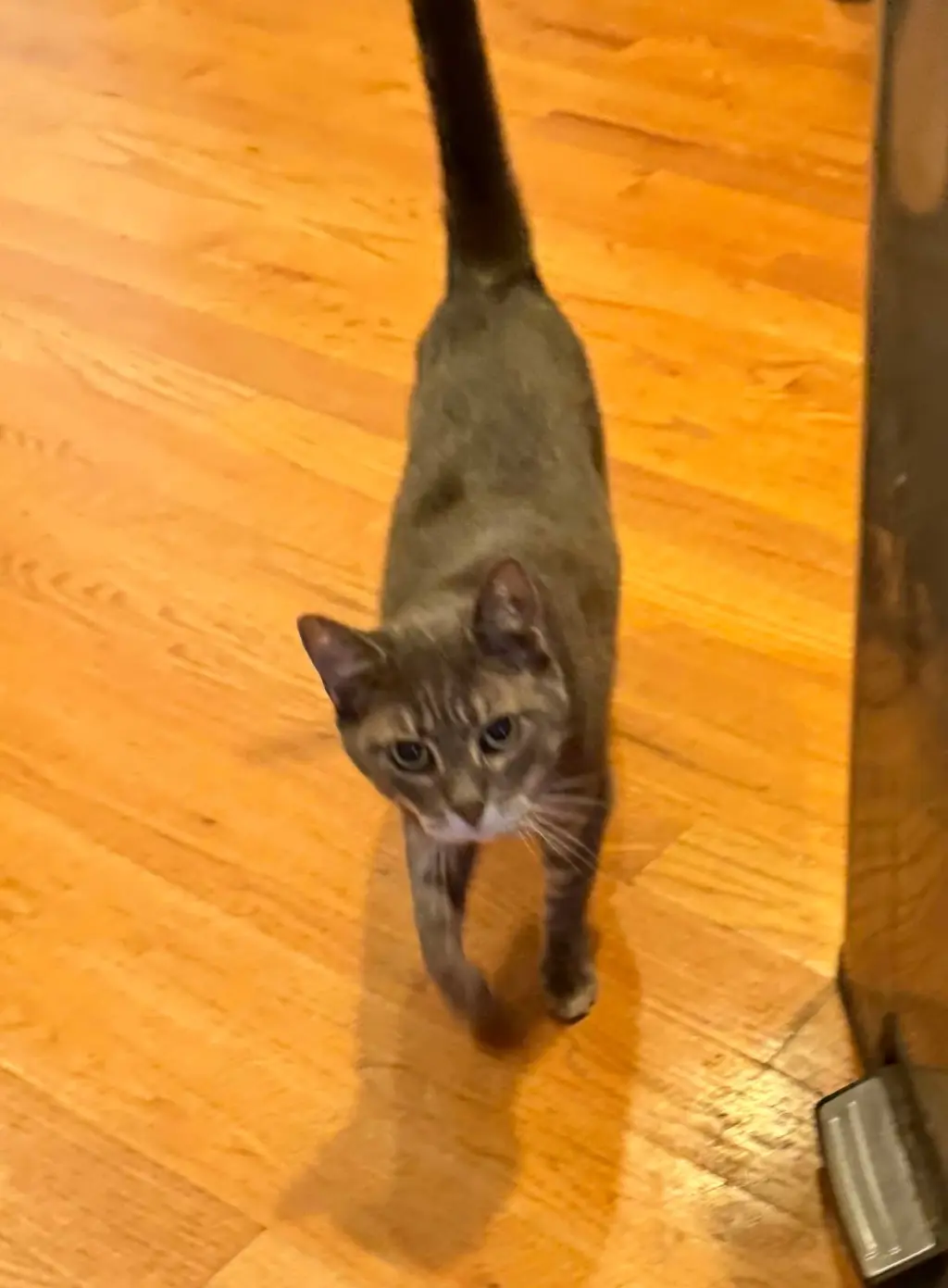 Mimi 0436