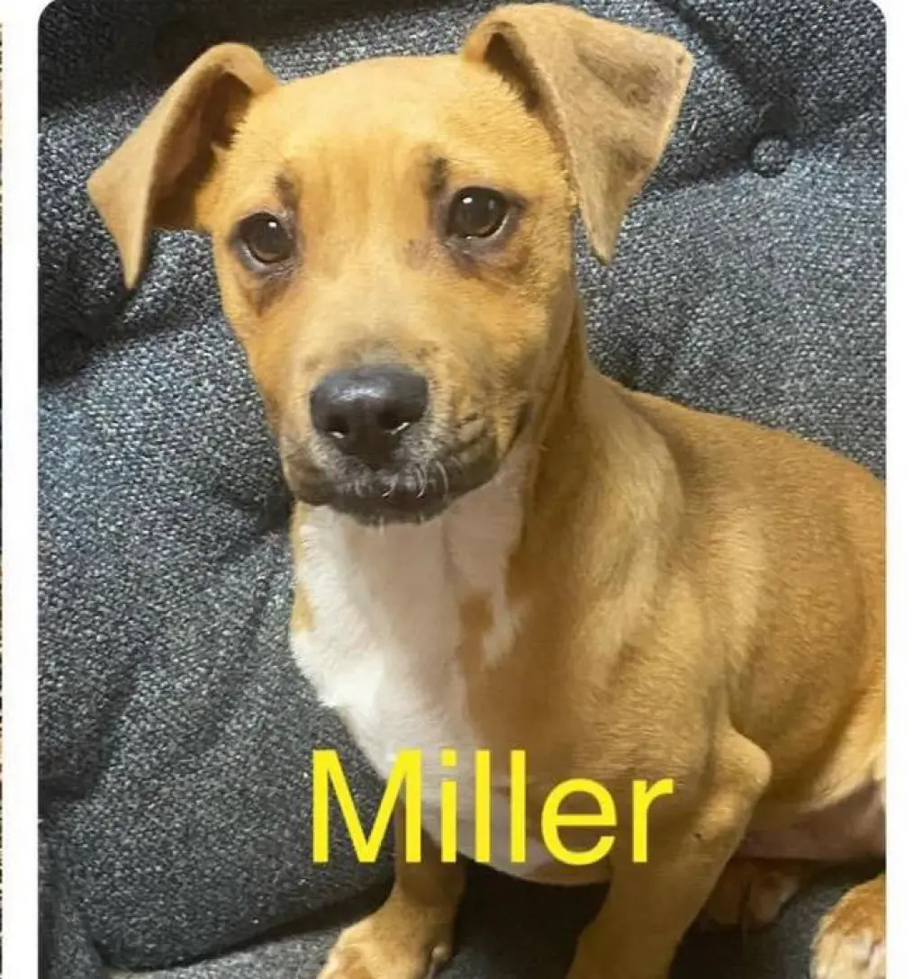 Miller