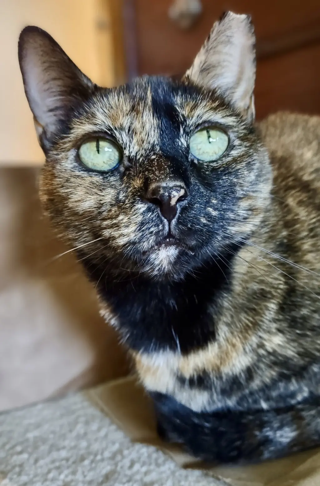 Aurora, Willow Grove Area (FCID 11/08/2023-132)