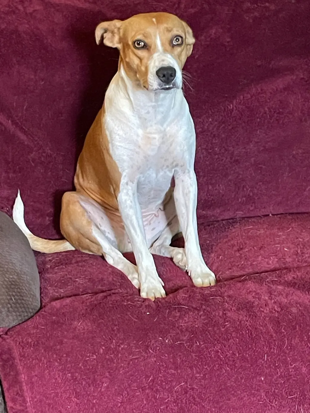 Bella