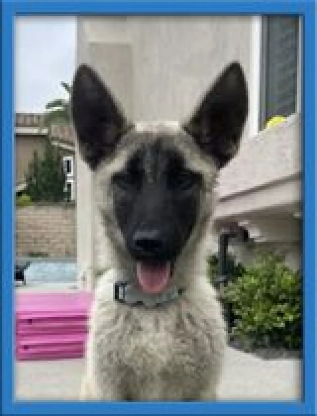 Bandit