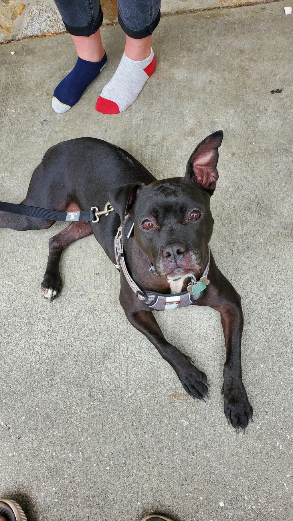 ELLIE (COURTESY POST)