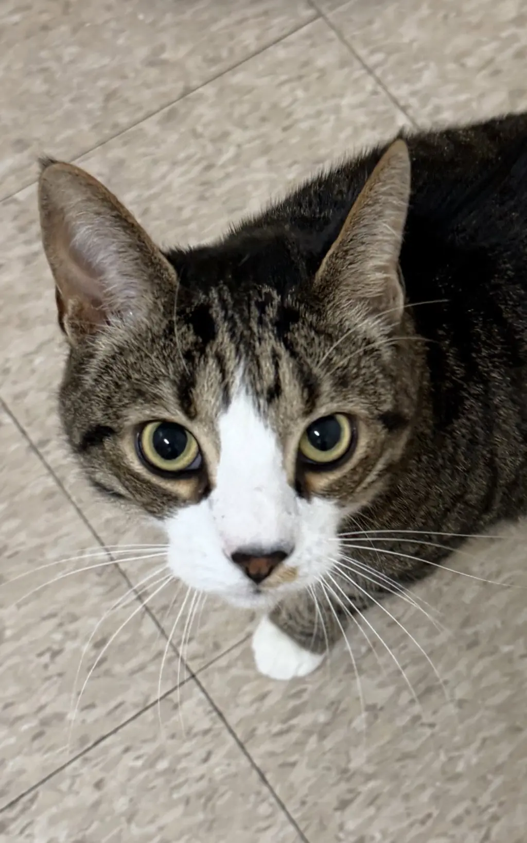 Jackson (must be adopted with Mabel)