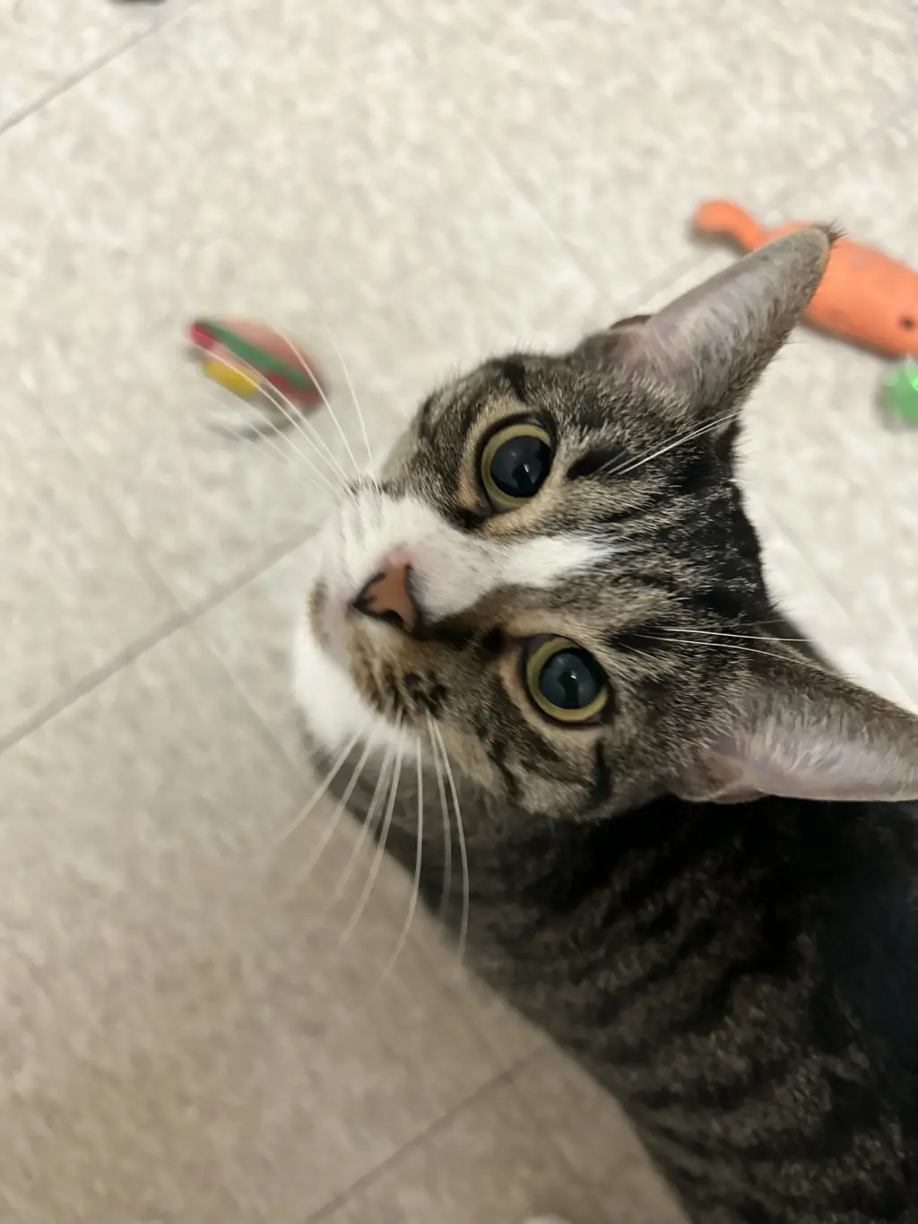 Mabel (must be adopted with Jackson)